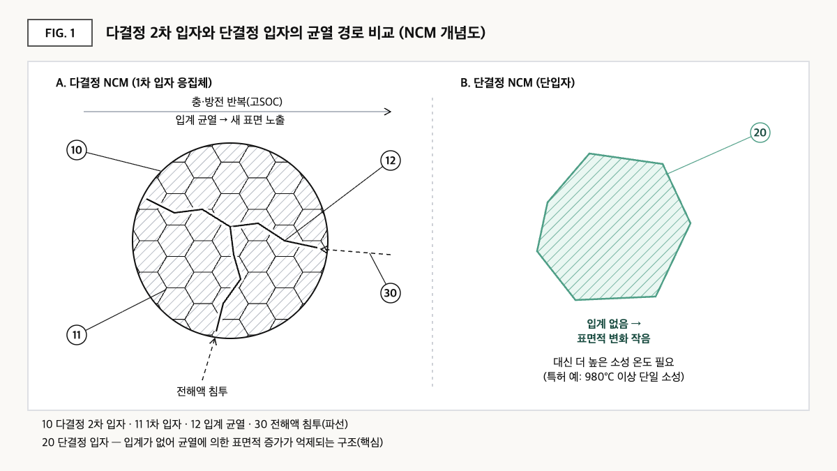 다결정 NCM 2차 입자에서 입계 균열로 전해액이 침투하는 경로와, 입계가 없는 단결정 NCM 입자를 나란히 비교한 개념도